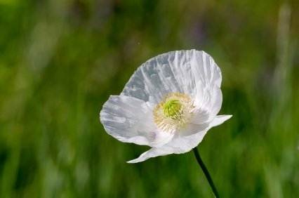 Opium Poppy Opium Poppy