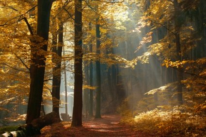 Sunlight filtering through autumn leaves symbolizing the autumn of earthly life and promise for something beyond Sunlight filtering through autumn leaves symbolizing the autumn of earthly life and promise for something beyond