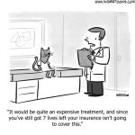 Doctorandcat