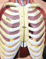 Plastic model of chest Plastic model of chest